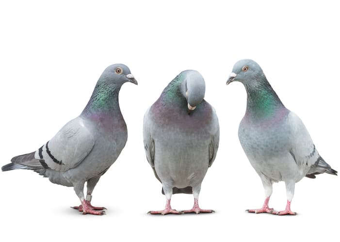 Bird Droppings Are Good Luck
