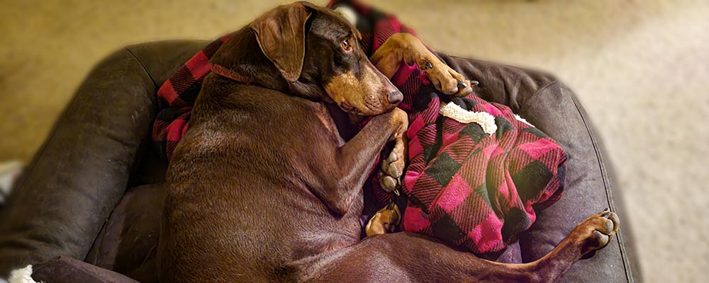 Dog Sleeping on Flannel Blanket