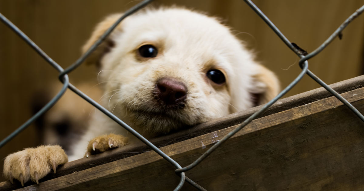 Puppy in a cage