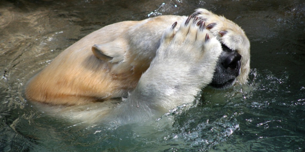 Polar Bear Hiding Face