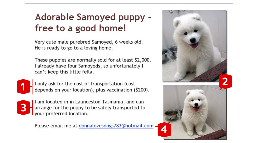 Puppy Scam Ad Example
