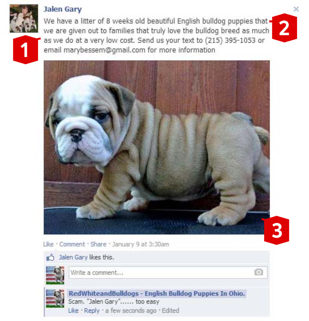 Puppy Scam Facebook Post Example