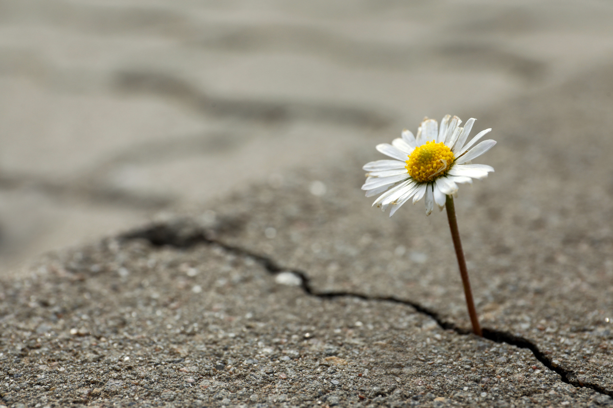 Flower growing in crack on the sidewalk 