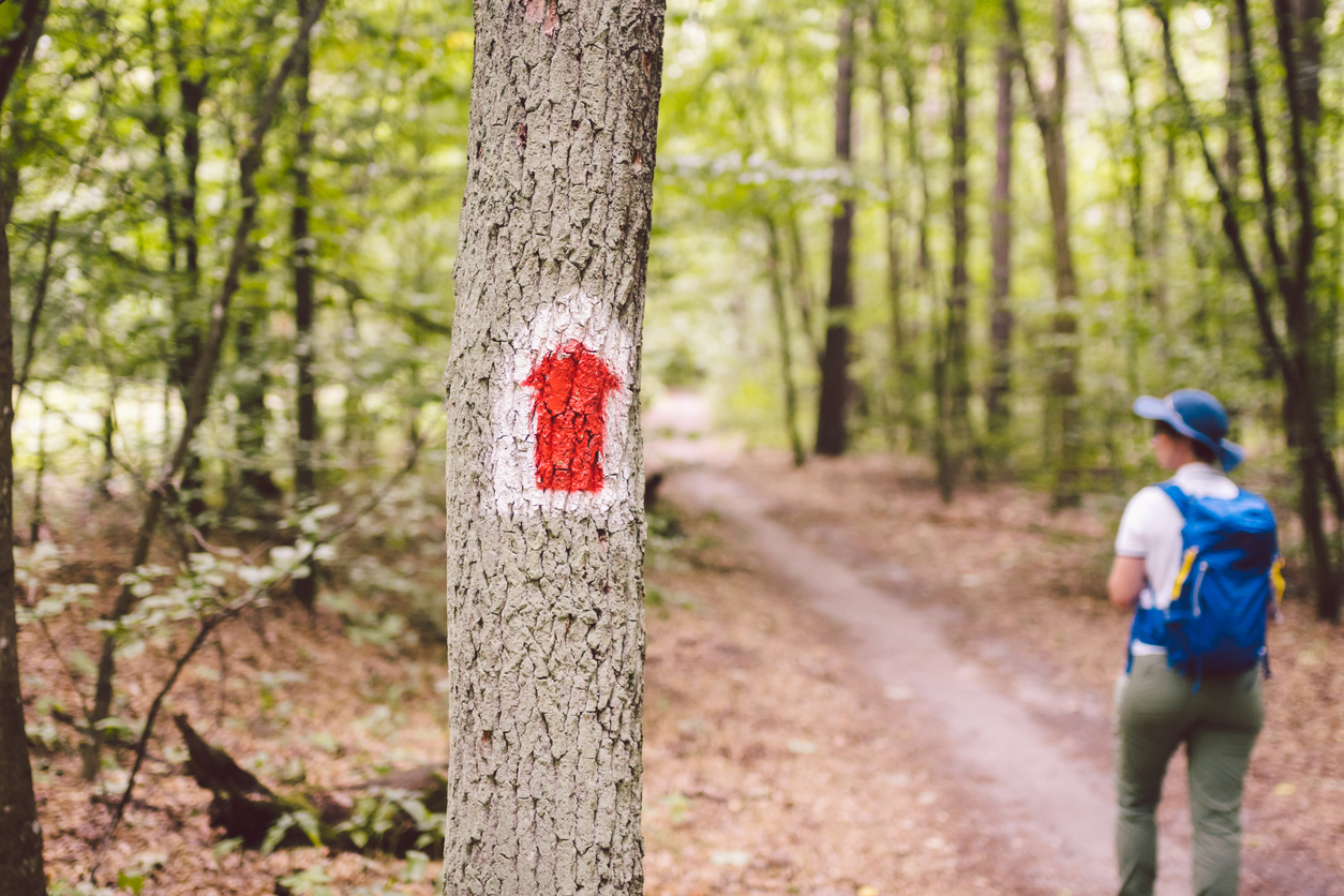 Hiking marked trail in the forest. Marking the tourist 
