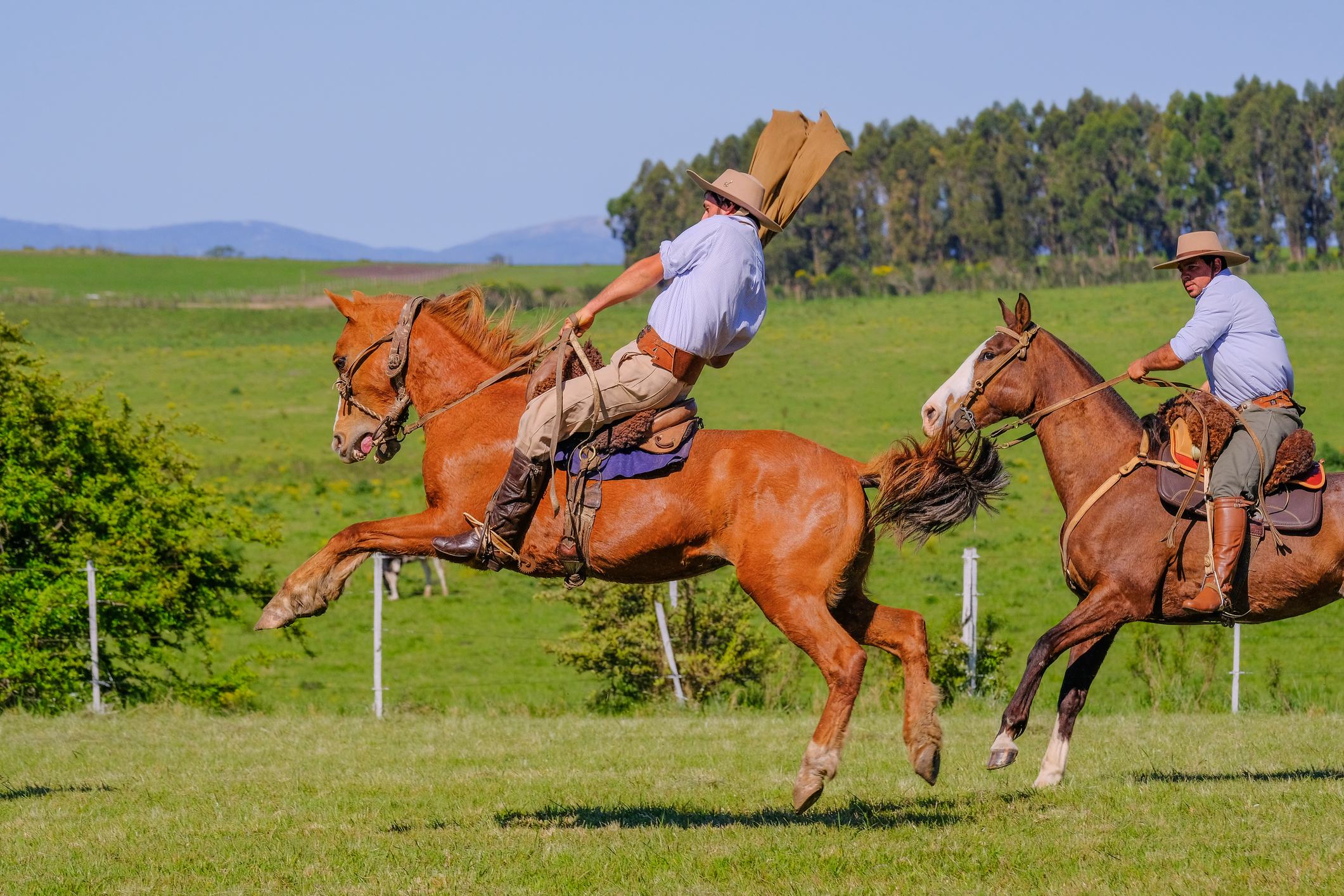 cowboy riding on a wild untamed horse 